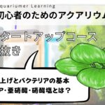 【初心者向け】水槽立ち上げとバクテリアの基本｜アンモニア・亜硝酸・硝酸塩とは？【水槽スタートアップコース切り抜き】