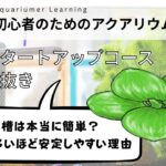 【初心者向け】小さい水槽は本当に簡単？水量が多いほど安定しやすい理由【水槽スタートアップコース切り抜き】