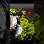 初心者がコケテラリウム作った結果…#苔テラリウム#メダカ#アクアリウム#ビオトープ