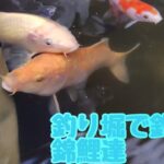 釣り堀で釣った錦鯉の様子#ビニールハウス #錦鯉 #金魚#アクアリウム #錦鯉初心者