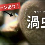 プラナリア捕食シーンを衝撃マクロ撮影！エビ水槽に潜むハンターの正体と薬を使わない決断。