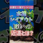 【脱初心者】知らないとダサくなる水槽レイアウトのコツ #アクアリウム #初心者 #レイアウト
