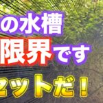 【水槽リセット】ヤバイ事になった！水草水槽のリセット方法を実践解説！