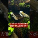 メダカをレイアウト水槽で撮影してみた結果がコチラ #改良メダカ #アクアリウム