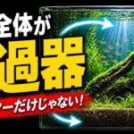 ろ過はフィルターだけじゃない。水槽全体で水を整える考え方｜長期安定シリーズ⑦