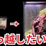 小さいプラケはかわいそう…ヤモリのために1万円かけて引っ越しさせた結果…