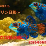 【海水魚水槽】見えていない魚は何匹？10匹水槽の成長記録 #6