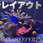 新レイアウトお披露目！立ち上げ2ヶ月の現状は？【サンゴ】【海水魚水槽】
