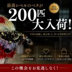 超ベタ祭り！！総勢200匹超え！この機会を逃すべからず✨✨
