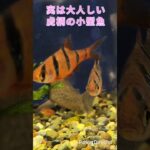 【虎柄小型魚】デスモプンティウス・ジョホレンシス(26.5.20公開)#モアアクアガーデン #アクアショップ #足立区 #アクアリウム #熱帯魚 #熱帯魚初心者 #小型魚