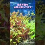 【無農薬】国産水草大量入荷！(26.5.22公開)#モアアクアガーデン #アクアショップ #アクアリウム #足立区 #熱帯魚 #水草 #レイアウト