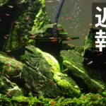 水槽のレイアウト変更した話。カメラを新調した話。企業案件の話。の3本です♪