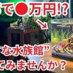 【作り方＆総額公開】初心者でもできる30cm水槽立ち上げ！必要な機材からレイアウトまですべて見せます