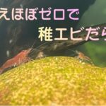 水換えほぼゼロでエビが爆殖した30cm水槽の話 | How My 30cm Tank Exploded with Baby Shrimp