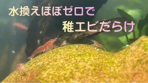 30cm-How-My-30cm-Tank-Exploded-with-Baby-Shrimp