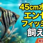 45cm水槽でエンゼルフィッシュは飼える？初心者向けに解説！