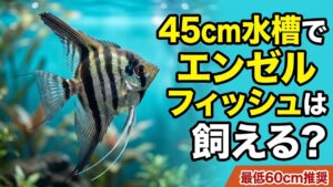 45cm