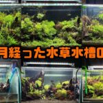 5ヶ月経った水草水槽の様子！