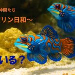 【第5回】水槽の中に何匹いる？隠れた魚を探してみてください