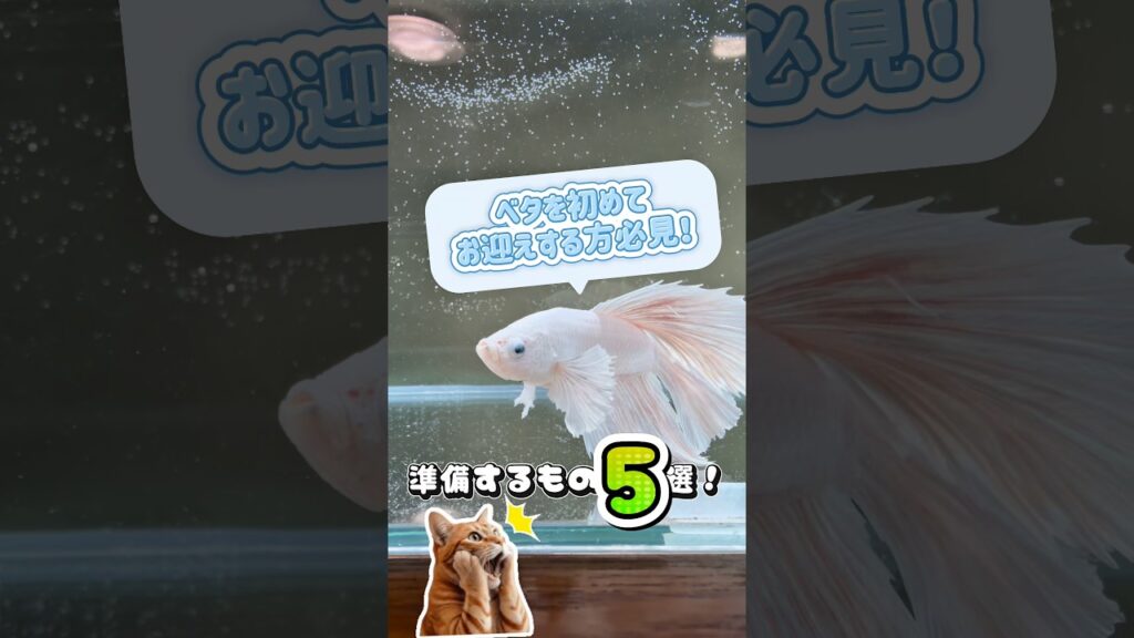5-aquarium-
