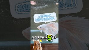 5-aquarium-