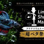 リミテッドショップマン✨超ベタ祭り！山田の激推し個体約50匹の、ご紹介。
この機会を逃すべからず✨✨