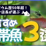 【アクアリウム歴50年超え】初心者にオススメする熱帯魚3選