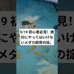 5/19 初心者必見！絶対にやってはいけないメダカ飼育の掟。#メダカ #メダカ飼育 #自分流 #アクアリウム #第3の外来種 #shorts