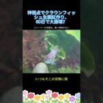 神視点でクラウンフィッシュ生態缸作り、60日で大崩壊？ #アクアリウム #水槽レイアウト #生態系 #エコシステム #水草水槽