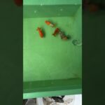 初心者金魚飼育 プラ舟60 令和8年5月22日　朝の様子 #プラ舟 　#金魚