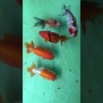 初心者金魚飼育 プラ舟60 令和8年5月25日　朝の様子
