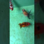 初心者金魚飼育 プラ舟60編 令和8年5月26日　朝の様子