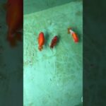 初心者金魚飼育 プラ舟60編 令和8年5月28日　朝の様子