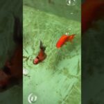 初心者金魚飼育 プラ舟60編 令和8年5月29日　朝の様子