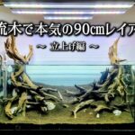 【豚に真珠】高級流木90㎝水槽レイアウト！立上げ編！