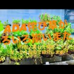 置くだけで簡単水草レイアウト！ADA侘び草がいろいろ入荷！新しくできた侘び草コーナーに勢揃いしたラインナップを紹介します！