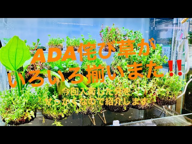 ADA