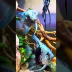 🌿 アクアリウム水槽レイアウト・セットアップ承ります 🌿お客様のご希望に合わせて制作します✨お気軽にDMください📩 #ランクアクア アクア #aquariumfish #angelfish