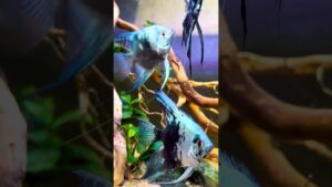 DM-aquariumfish-angelfish