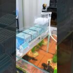 High-Value Wall-Mounted 3-in-1 Waterfall Filter #aquarium #easyfishkeeping #aquascape #aquariumfans