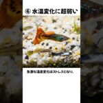 知らないと即全滅グッピー飼育NG行動5選！初心者ほどやりがち… #グッピー #動物雑学 #shorts