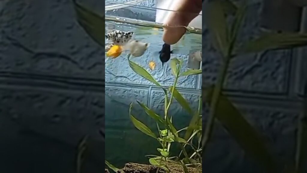 Peaceful-Aquarium-Waterfall-ASMR-for-Stress-Relief-