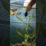 Peaceful Aquarium & Waterfall ASMR for Stress Relief 🧘