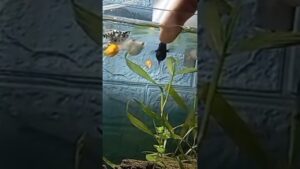 Peaceful-Aquarium-Waterfall-ASMR-for-Stress-Relief-