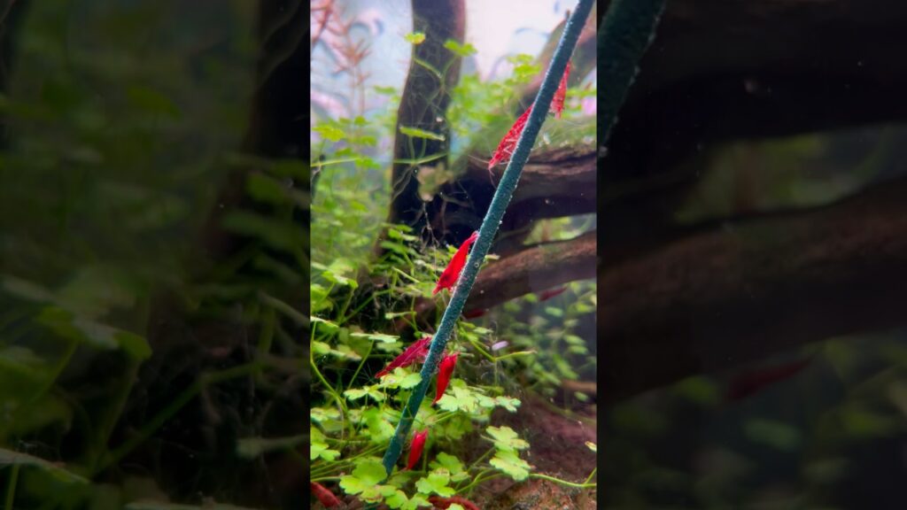 Shrimp-treat-in-the-9-gallon-aquascape-aquarium-youtubeshorts