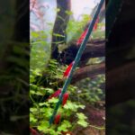 Shrimp treat in the 9 gallon #aquascape #aquarium #youtubeshorts
