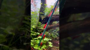 Shrimp-treat-in-the-9-gallon-aquascape-aquarium-youtubeshorts
