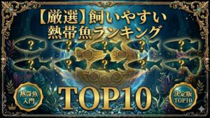 TOP10