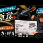 真アピストグラマの極意！トールマンTV！
