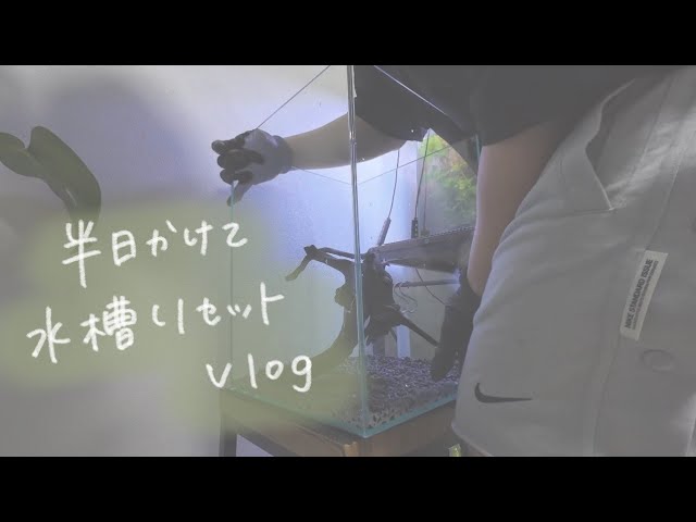 Vlog